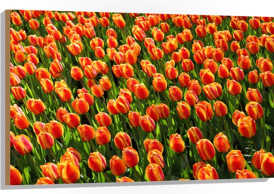 WallClassics - Hout - Close-Up Oranje Tulpen - 105x70 cm - 12 mm dik - Foto op Hout (Met Ophangsysteem)