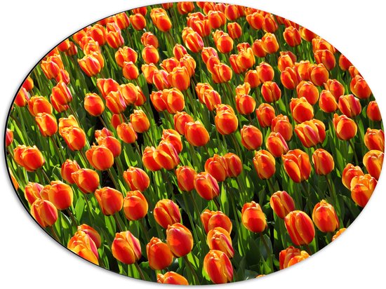 WallClassics - Dibond Ovaal - Close-Up Oranje Tulpen - 56x42 cm Foto op Ovaal (Met Ophangsysteem)