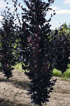 Jonge Rode Zuilbeuk boom | Fagus sylvatica 'Dawyck Purple' | 100-150cm hoogte