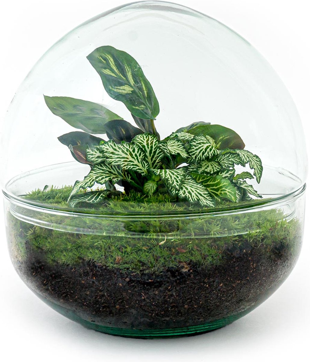 Terrarium Dome ↑ 20 cm Ecosysteem plant Kamerplanten DIY