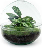 Terrarium - Dome - ↑ 20 cm - Ecosysteem plant - Kamerplanten - DIY planten terrarium - Mini ecosysteem