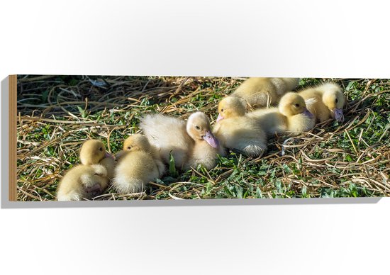 WallClassics - Bois - Canards Poussins sur l'Herbe - 90x30 cm - 12 mm d'épaisseur - Photo sur Bois (Avec Système d'accrochage)