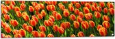 WallClassics - Tuinposter – Close-Up Oranje Tulpen - 120x40 cm Foto op Tuinposter  (wanddecoratie voor buiten en binnen)