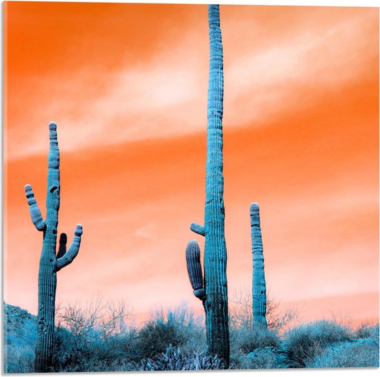 WallClassics - Acrylglas - Cactussen in Veld onder Oranje Lucht - 50x50 cm Foto op Acrylglas (Met Ophangsysteem)