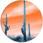 WallClassics - Dibond Muurcirkel - Cactussen in Veld onder Oranje Lucht - 70x70 cm Foto op Aluminium Muurcirkel (met ophangsysteem)