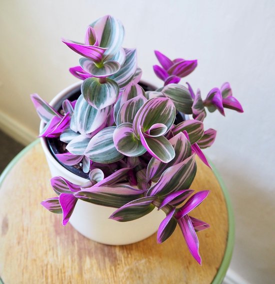 Tradescantia Nanouk avec des feuilles rayées roses, violettes et vertes dans un pot blanc.