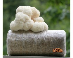 ToshiFarm Fruiting Block voor Lion's Mane (3kg) - 100% Bio - Lion's Mane Kweekset - Pruikzwam Kweekset - Kweekset Pom Pom Blanc - Lion's Mane Kweken