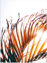 WallClassics - Poster (Mat) - Bruine Palmbladeren - 30x40 cm Foto op Posterpapier met een Matte look