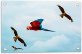 WallClassics - Tuinposter – Vliegende Vogels Ara Papegaaien - 60x40 cm Foto op Tuinposter  (wanddecoratie voor buiten en binnen)