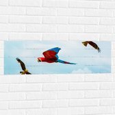 WallClassics - Muursticker - Vliegende Vogels Ara Papegaaien - 90x30 cm Foto op Muursticker