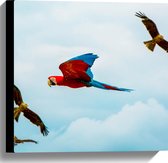 WallClassics - Toile - Vogels Volants Perroquets Ara - 40x40 cm Tableau sur Toile (Décoration murale sur Toile)