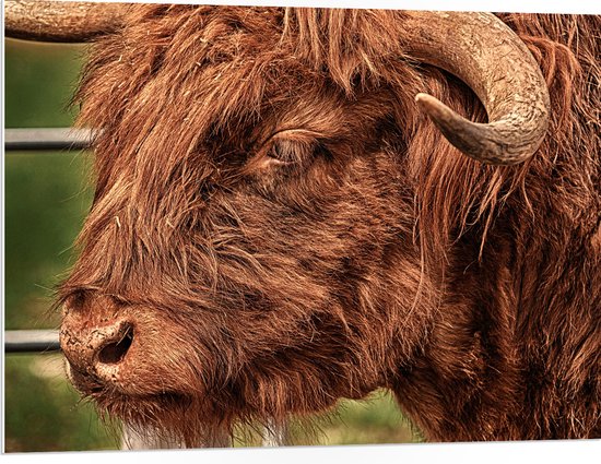 WallClassics - Panneau de mousse PVC - Taureau brun extérieur - Photo 100 x 75 cm sur panneau de mousse PVC (avec système de suspension)