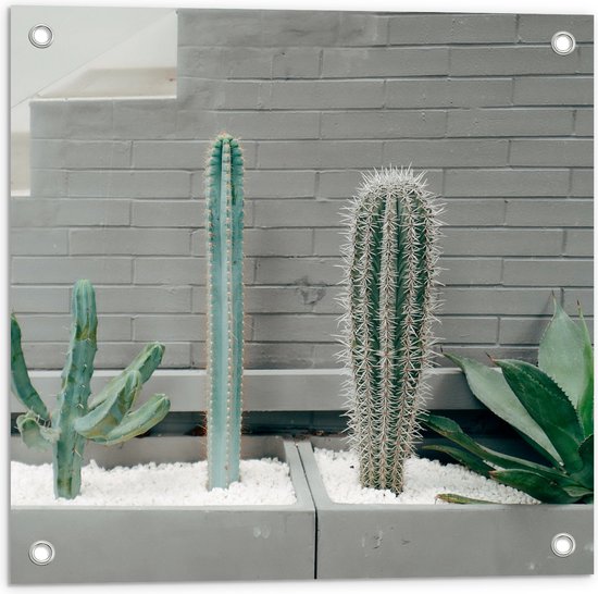 WallClassics - Tuinposter – Cactus Plantenbak - 50x50 cm Foto op Tuinposter  (wanddecoratie voor buiten en binnen)