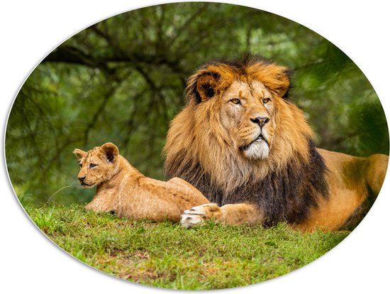 WallClassics - Plaque Ovale en Mousse PVC - Père Lion avec Son Petit - 108x81 cm Photo sur Ovale (Avec Système d'accrochage)