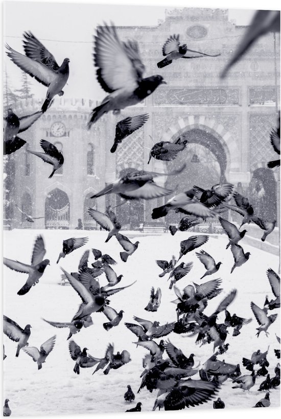 WallClassics - Acrylglas - Vliegende Duiven in de Sneeuw - 70x105 cm Foto op Acrylglas (Wanddecoratie op Acrylaat)