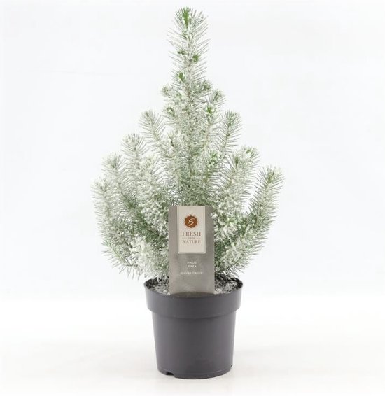 Pinus Pinea Silvercrest met sneeuw bespoten. Ø17cm pot 50cm hoog.