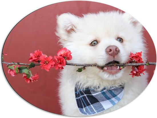 WallClassics - Dibond Ovaal - Witte Hond met Bloementak - 80x60 cm Foto op Ovaal (Met Ophangsysteem)