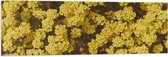 WallClassics - Drapeau - Fleurs Jaunes - 120x40 cm Photo sur Drapeau Polyester