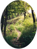 WallClassics - PVC Schuimplaat Ovaal - Bomen op Berg omhoog - 81x108 cm Foto op Ovaal  (Met Ophangsysteem)