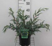 Juniperus chinensis 'Blue Alps' - Chinese Jeneverbes 25 - 30 cm