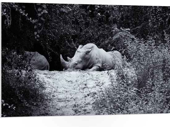 Image en noir et blanc sur panneau en mousse PVC d'un rhinocéros se reposant dans un environnement boisé.