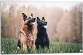 WallClassics - Tuinposter – Twee Herders Honden in het Gras - 90x60 cm Foto op Tuinposter  (wanddecoratie voor buiten en binnen)