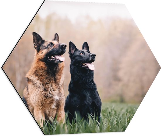 WallClassics - Dibond Hexagon - Twee Herders Honden in het Gras - 60x52.2 cm Foto op Hexagon (Met Ophangsysteem)