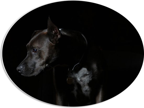 WallClassics - PVC Schuimplaat Ovaal - Zwarte Hond met Donkere Achtergrond - 56x42 cm Foto op Ovaal  (Met Ophangsysteem)
