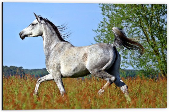 WallClassics - Dibond - Wit Paard Huppelend in de Wei - 60x40 cm Foto op Aluminium (Wanddecoratie van metaal)