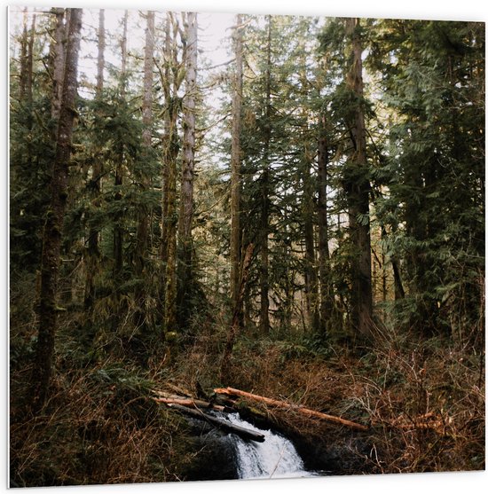 WallClassics - PVC Schuimplaat - Kleine Natuur Waterval in het Bos - 100x100 cm Foto op PVC Schuimplaat (Met Ophangsysteem)