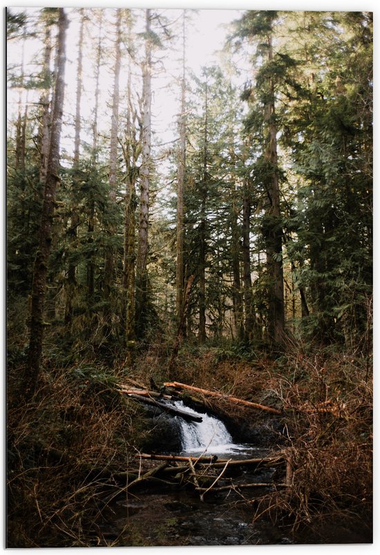 WallClassics - Dibond - Kleine Natuur Waterval in het Bos - 70x105 cm Foto op Aluminium (Wanddecoratie van metaal)