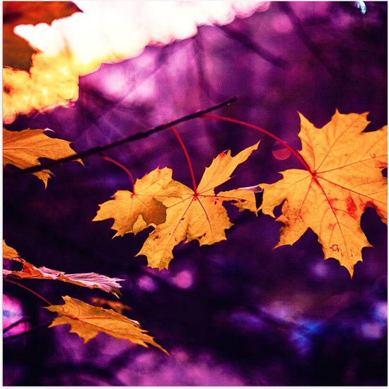 WallClassics - Poster Glanzend – Oranje Herfstbladeren met Paarse Achtergrond - 50x50 cm Foto op Posterpapier met Glanzende Afwerking