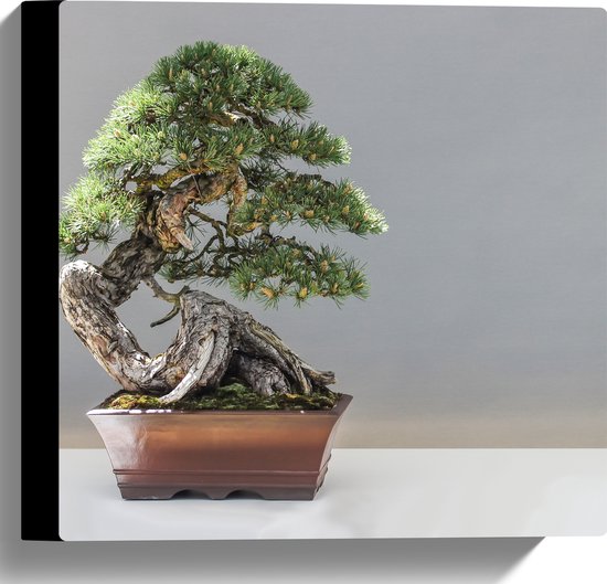 WallClassics - Canvas  - Foto van een Bonsai Boompje - 30x30 cm Foto op Canvas Schilderij (Wanddecoratie op Canvas)