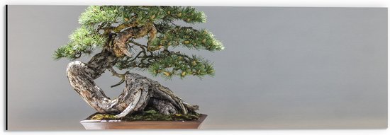 WallClassics - Dibond - Foto van een Bonsai Boompje - 60x20 cm Foto op Aluminium (Wanddecoratie van metaal)