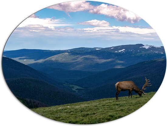 WallClassics - Dibond Ovaal - Grazend Hert op Hoogste Berg van Berggebied - 108x81 cm Foto op Ovaal (Met Ophangsysteem)