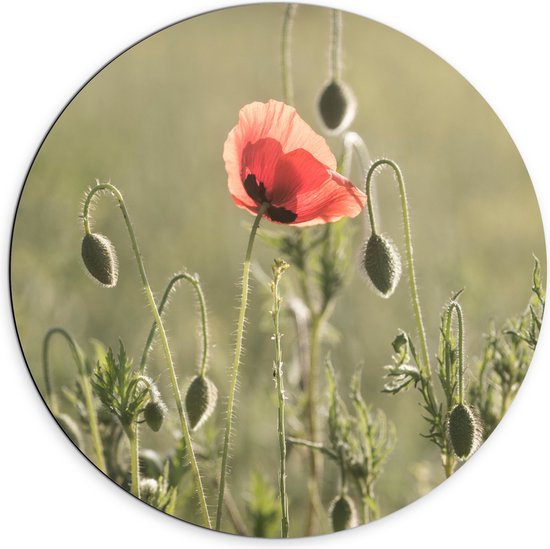 WallClassics - Dibond Muurcirkel - Rode Eenzame Bloem in Groen Landschap - 70x70 cm Foto op Aluminium Muurcirkel (met ophangsysteem)