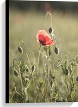 WallClassics - Canvas  - Rode Eenzame Bloem in Groen Landschap - 40x60 cm Foto op Canvas Schilderij (Wanddecoratie op Canvas)