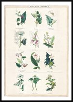 Poster Narcotic Poisons - Large 30x40 - Botanische Ilustratie - Vintage Print