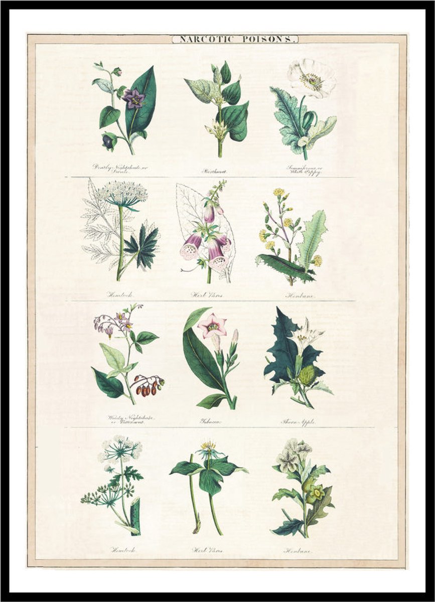 Esque Poster Narcotic Poisons - Large 30x40 - Botanische Ilustratie - Vintage Print Losse Poster