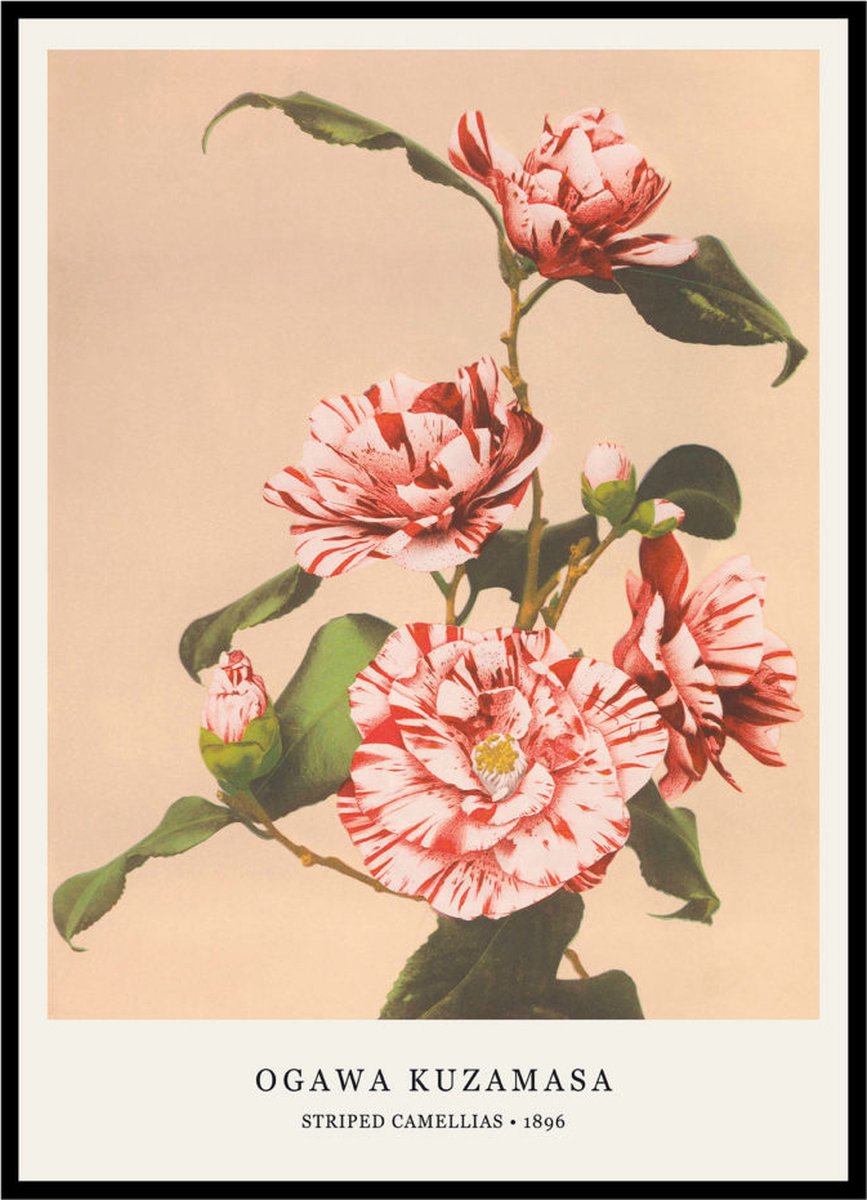 Esque Poster Striped Camellias - Ogawa Kuzamasa - Large 30x40 - Japanse Kunst - Bloemen Losse Poster