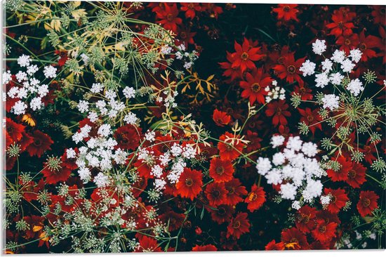 WallClassics - Acrylglas - Bovenaanzicht op Rood-Witte Bloemen - 60x40 cm Foto op Acrylglas (Met Ophangsysteem)