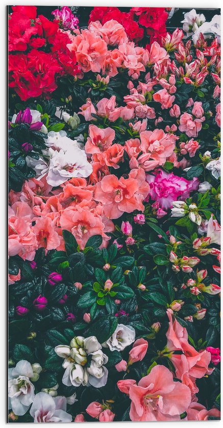 WallClassics - Dibond - Bloemenstruik met Verschillende Roze Bloemen - 50x100 cm Foto op Aluminium (Met Ophangsysteem)