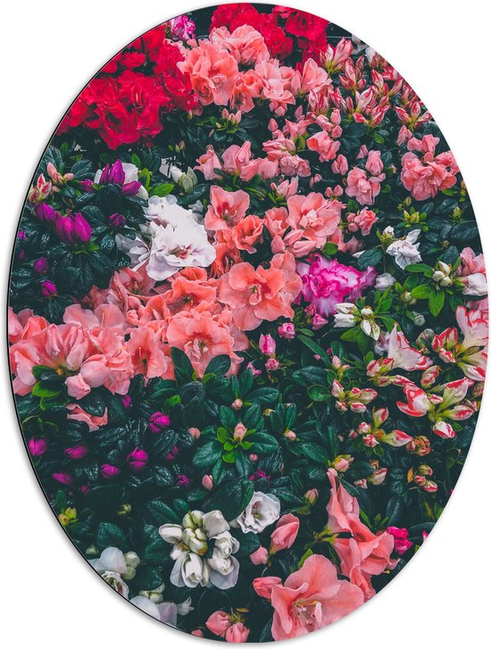 WallClassics - Dibond Ovaal - Bloemenstruik met Verschillende Roze Bloemen - 72x96 cm Foto op Ovaal (Met Ophangsysteem)