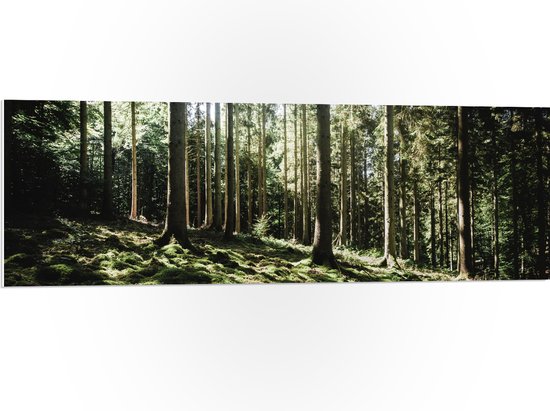 WallClassics - PVC Schuimplaat- Bomen op Helling van Berg - 120x40 cm Foto op PVC Schuimplaat