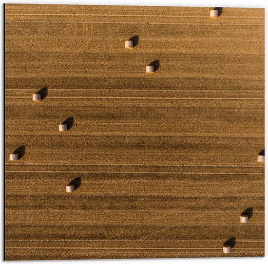 WallClassics - Dibond - Bovenaanzicht van Hooibalen op Landbouwgrond - 50x50 cm Foto op Aluminium (Met Ophangsysteem)