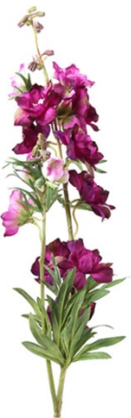 Delphinium Jesika Paars - 90 cm