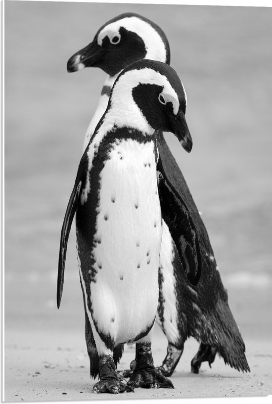 WallClassics - PVC Schuimplaat - Pinguïns op het Ijs Zwart - Wit - 50x75 cm Foto op PVC Schuimplaat (Met Ophangsysteem)
