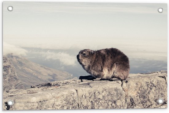 WallClassics - Tuinposter – Marmot op de Muur - 60x40 cm Foto op Tuinposter  (wanddecoratie voor buiten en binnen)