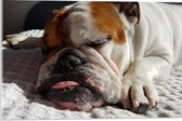 WallClassics - Acrylglas - Slapende Bulldog Hond - 60x40 cm Foto op Acrylglas (Met Ophangsysteem)