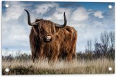 WallClassics - Tuinposter – Schotse Hooglander - 60x40 cm Foto op Tuinposter  (wanddecoratie voor buiten en binnen)